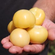 Tomatillo Koroljok (Samen)