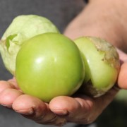 Tomatillo Plaza Latina Giant Green (Samen)