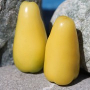 Neu! Tomatillo Queen of Malinalco (Samen)