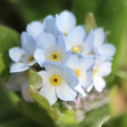 Vergissmeinnicht White Gem (Samen)