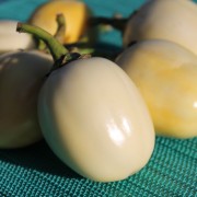 Neu! Aubergine Weiße aus Afrika  (Samen)