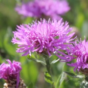 Wiesen-Flockenblume (Samen)