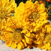 Neu! Zinnie Canary Bird (Samen)