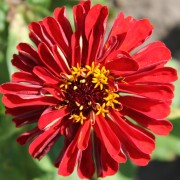 Zinnie Cherry Queen (Samen)