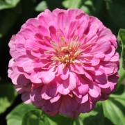 Zinnie Luminosa (Samen)