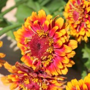 Zinnie Macarenia (Samen)