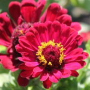 Zinnie Monarch King (Samen)