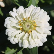 Neu! Zinnie Polar Bear (Samen)