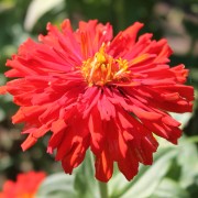 Neu! Zinnie Redman Super Cactus (Samen)