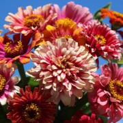 Zinnie Whirlygig (Samen)