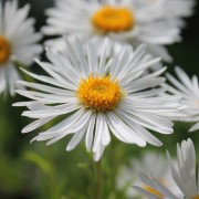 Alpen-Aster White (Samen)