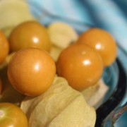 Ananaskirsche Goldie (Samen)