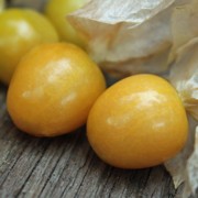 Ananaskirsche Zolotya Rossip (Samen)