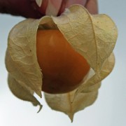 Andenbeere Perm (Samen)