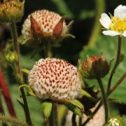 Aprikosenerdbeere Bái Hóngsè (Pflanze)