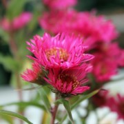 Aster Red Shades (Samen)