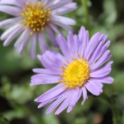 Aster Rudolf Goethe (Samen)