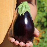 Aubergine Jersey King (Samen)