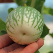 Aubergine Baby Marbled (Samen)