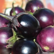 Aubergine Bambino (Pflanze)