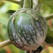Aubergine Cambodian Green Giant (Samen)