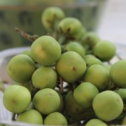 Aubergine Thornless Devil's Fig (Samen)