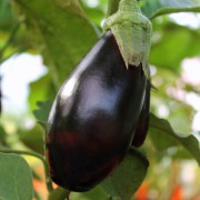Aubergine Diamond (Samen)