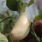 Aubergine Dourga (Samen)