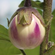 Aubergine Drakosha (Samen)