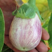 Aubergine Foo Chow (Samen)