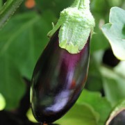 Deaflora - Auberginen