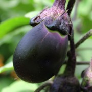 Aubergine Japonsky Karlik (Samen)
