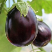 Aubergine Krasan (Samen)