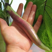 Aubergine Kurume Long (Samen)
