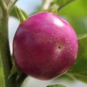 Aubergine Lao Lavender (Samen)