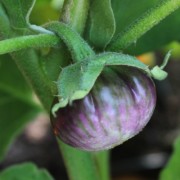 Aubergine Lao Purple Stripe (Samen)