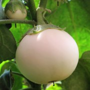 Aubergine Lao White (Samen)