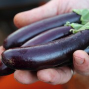 Aubergine Little Fingers (Pflanze)