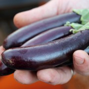 Aubergine Little Fingers (Samen)