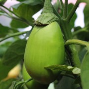 Aubergine Little Green (Samen)