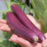 Aubergine Early Long Purple (Samen)