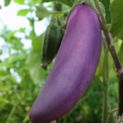 Aubergine Malaysian Dark Red (Samen)