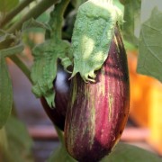 Aubergine Nastenka (Samen)