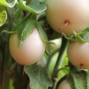 Aubergine Oeuf Blanc (Samen)