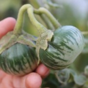 Aubergine Petch Siam (Samen)