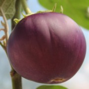 Aubergine Pjataschok (Samen)