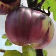 Aubergine Prosperosa (Samen)