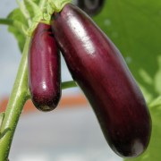 Aubergine Purple Finger (Samen)