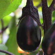 Aubergine Purple Pickling (Samen)