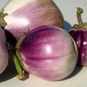 Aubergine Rosa Bianca